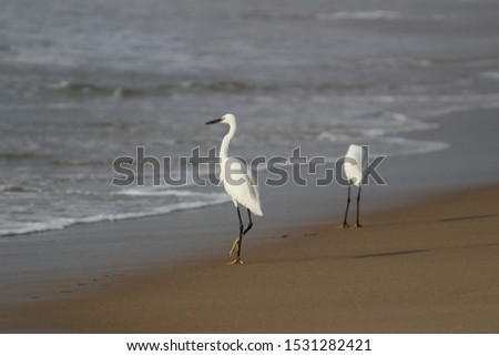 Two crane birds standing/searching/fishing on the beach in the morning at Chennai besant nagar Elliot's beach