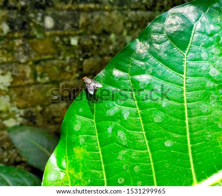 Beautiful green leaf pattern background. A fly is sitting on the edge of a leaf.