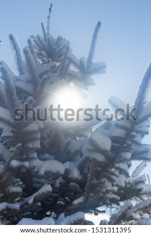 Winter forest covered with snow. The sun's rays penetrate the trees. Blue sky. Spruce covered with snow. The sun shines brightly. Mountain area.