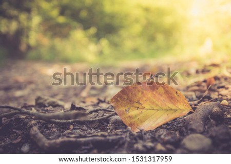 Close up of colorful leaf lying on the floor. Autumn time. 