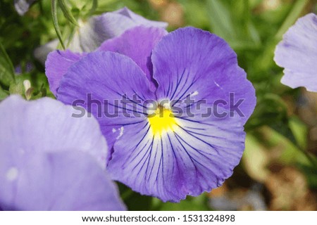 
violet and yellow pansy flower