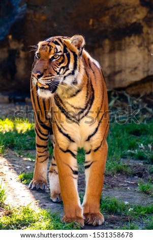 Bengal tiger standing front view, tilted head