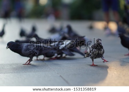 Pigeons on the street of Singapore