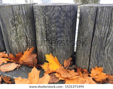 Old logs and yellow leaves