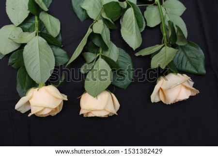 Three yellow roses on a black background . Photo.