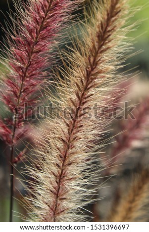 A vertical closeup shot of an exotic plant with a blurred background