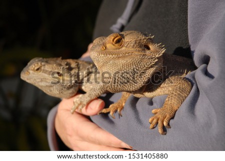 Woman holding pet Bearded Dragons, also known as Beardies, or Pagona vitticeps.