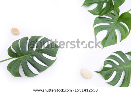Three monstera leaves and two stone on white background, Concept Flat lay 


