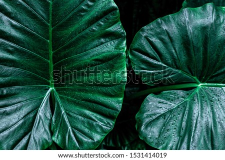 abstract green texture, nature blue tone background, tropical leaf