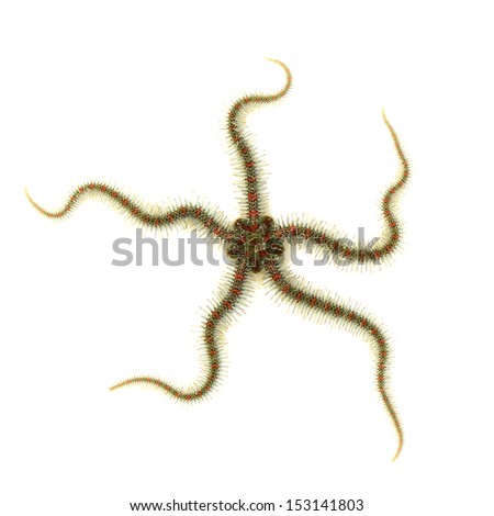 Brittle Sea Star Royalty-Free Stock Photo #153141803
