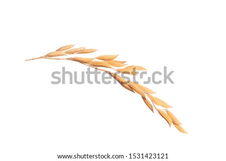 Paddy rice isolated on white background. ears of paddy jasmine rice with copy space Royalty-Free Stock Photo #1531423121