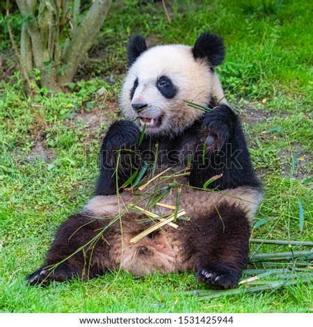 Giant panda, bear panda eating bamboo sitting in the grass
