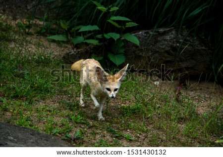 The fennec fox, or fennec (Vulpes zerda), is a small crepuscular fox found in the Sahara of North Africa, the Sinai Peninsula, South East Israel (Arava desert) and the Arabian desert.