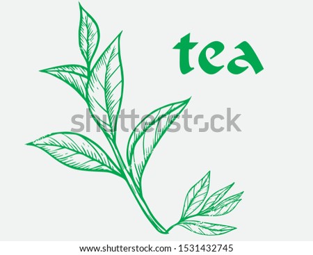 tea  hand draw vector line green