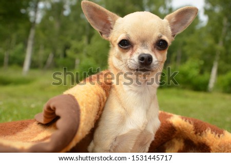 Cute chihuahua sits on a blanket in the grass, summer day