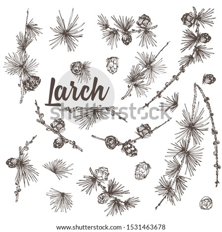 Set ink hand drawn sketch illustration of larch branches, cones isolated on white background For vintage Merry christmas card, new year conifer tree pattern or decorative design Engraving style Royalty-Free Stock Photo #1531463678