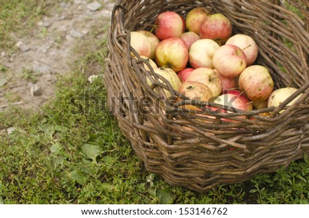 Close up view of apples in a basket