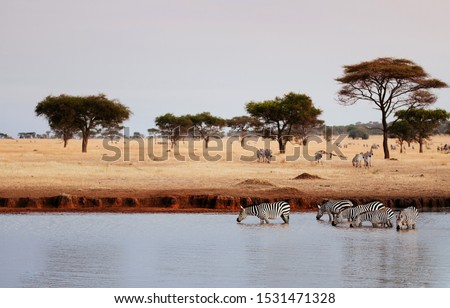 Herd of African zebra drink water from river in golden grass meadow of Serengeti Grumeti reserve Savanna forest - African Tanzania Safari wildlife trip during great migration Royalty-Free Stock Photo #1531471328