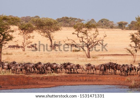 Herd of African wildebeest in golden grass meadow near river of Serengeti Grumeti reserve Savanna forest in evening - African Tanzania Safari wildlife trip during great migration Royalty-Free Stock Photo #1531471331