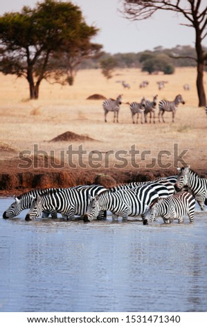 Herd of African zebra drink water from river in golden grass meadow of Serengeti Grumeti reserve Savanna forest - African Tanzania Safari wildlife trip during great migration Royalty-Free Stock Photo #1531471340