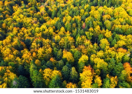 Autumn forest as a background from air. Natural landscape from drone in the autumn time. Forest - image