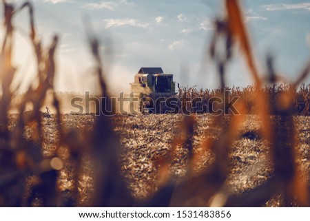 Picture of harvester in corn field harvesting in autumn. Husbandry concept.
