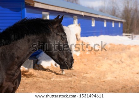 The dark bay horse with its black mane is standing near the stable in winter.