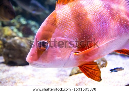 pink sea bass in the aquarium