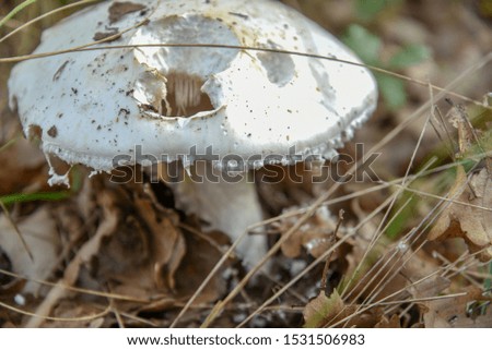 Mushroom in the forest by autumn