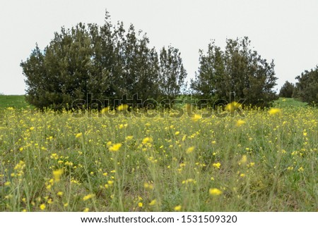 Yellow chamomile flowers in the field by morning
