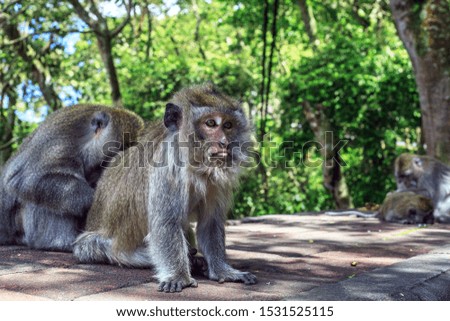 Monkey looking for fleas at friend back. Funny Long-tailed Macaque with tongue sticking out. Macaca fascicularis scratching