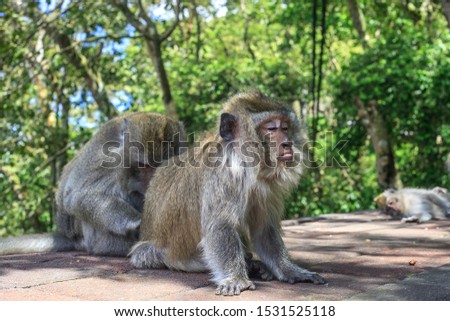 Monkey looking for fleas at friend back. Funny Long-tailed Macaque with tongue sticking out. Macaca fascicularis scratching