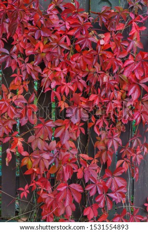 Reddened leaves of wild grapes hanging from a tree. Autumn landscape.