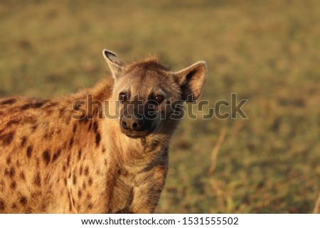 Spotted hyena face closeup, Masai Mara National Park, Kenya.