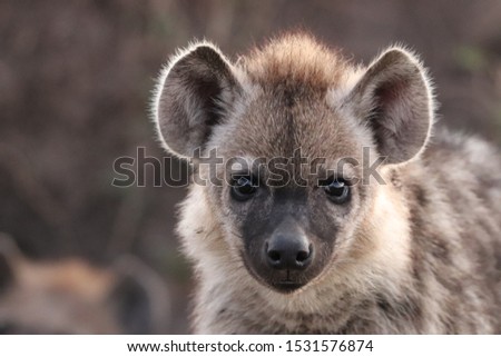 Young and fluffy spotted hyena face closeup.
