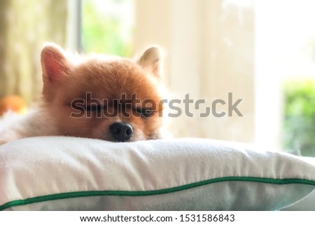 Dog sleeping on the pillow.