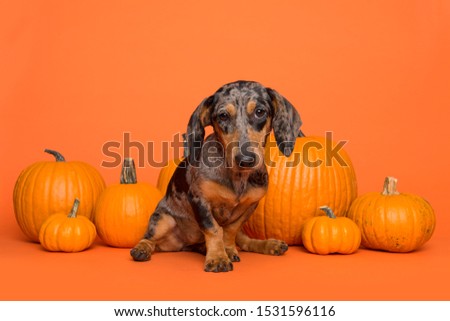 Cute dachshund puppy sitting between orange pumpkins on an orange background