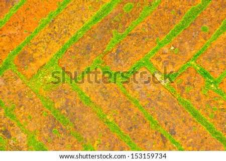 Moss on brick texture background.