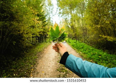 A female hand holds few autumn maple tree leaves framed by forest dirt road surrounded by trees as a background - autumn outdoors concept