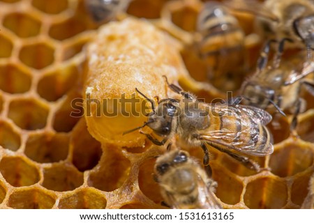 Bees work near the larva of the Queen Bee. Royal jelly in queen cell. bees and queen bees larvae on honeycomb Royalty-Free Stock Photo #1531613165