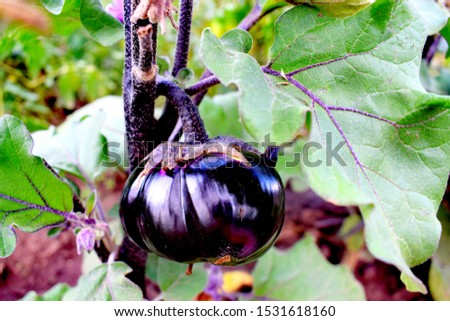 Eggplant aubergine  or brinjal  is a plant species in the nightshade family Solanaceae