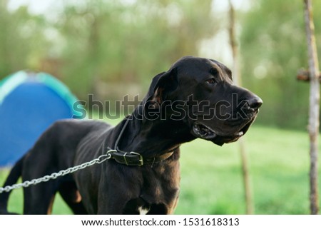 Pedigree dog walk travel shepherd pet