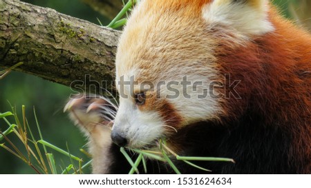 Adorable Red Panda in Asia