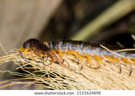 Centipedes climb to sleep on dry leaves, Commonly found in Thailand.