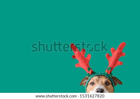 New year and Christmas concept with Dog wearing reindeer antlers headband against solid green background Royalty-Free Stock Photo #1531627820