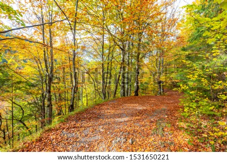 Walkway with colorful leaves in an autumn forest. Kvacianska Valley in Liptov region of Slovakia, Europe.