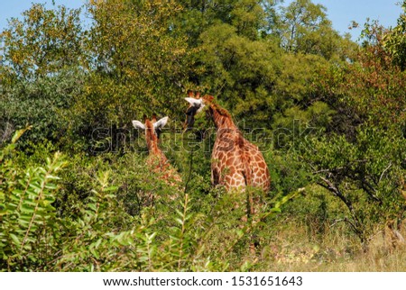 Giraffe family enjoying dinner together. 