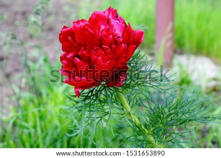 Paeonia tenuifolia is a herbaceous species of peonythat