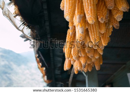 Corns suspended from the roof