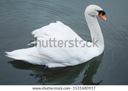 full frame portrait of swan goose.


